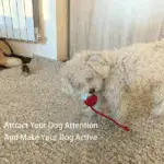 Smart Interactive Pet Toy Ball