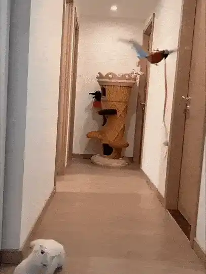 Interactive feline toy