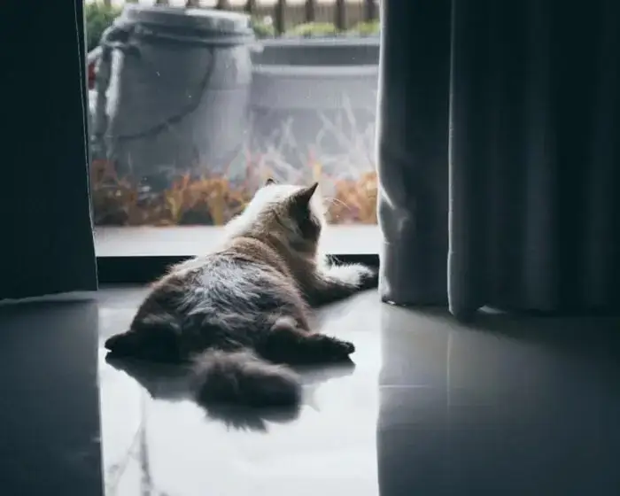 Cat playing with toy