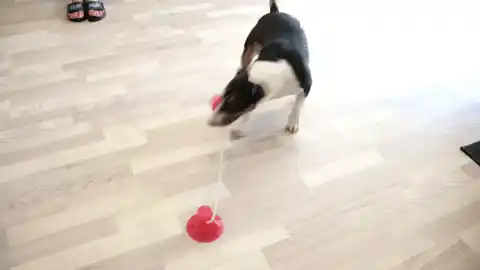 Pet playing with suction cup toy