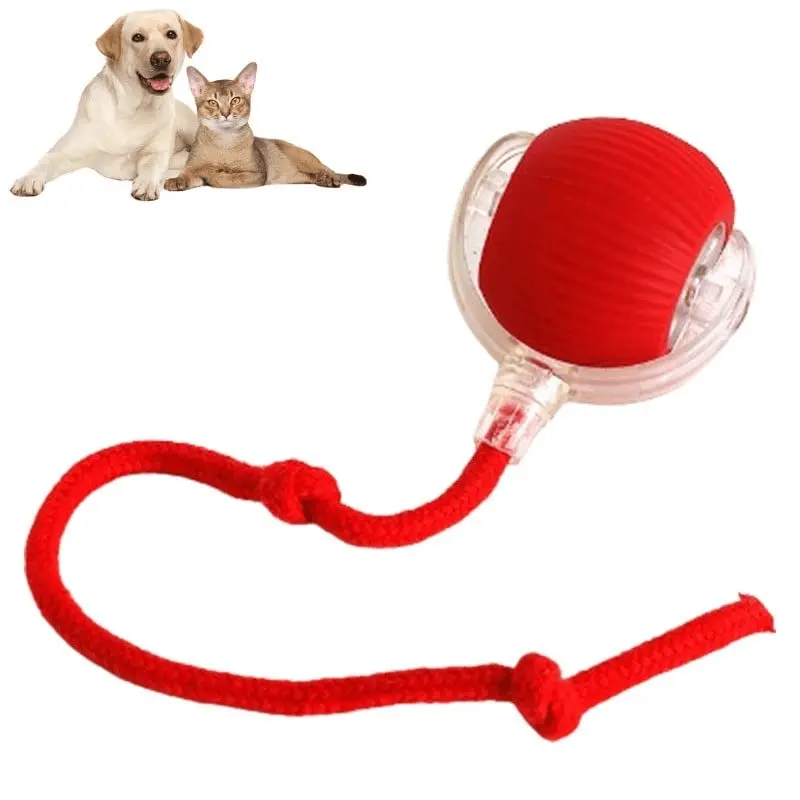Pet playing with toy ball