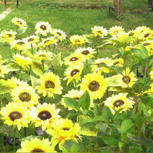 Solar sunflower light