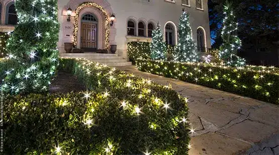 How to Wrap Bushes with Net Lights